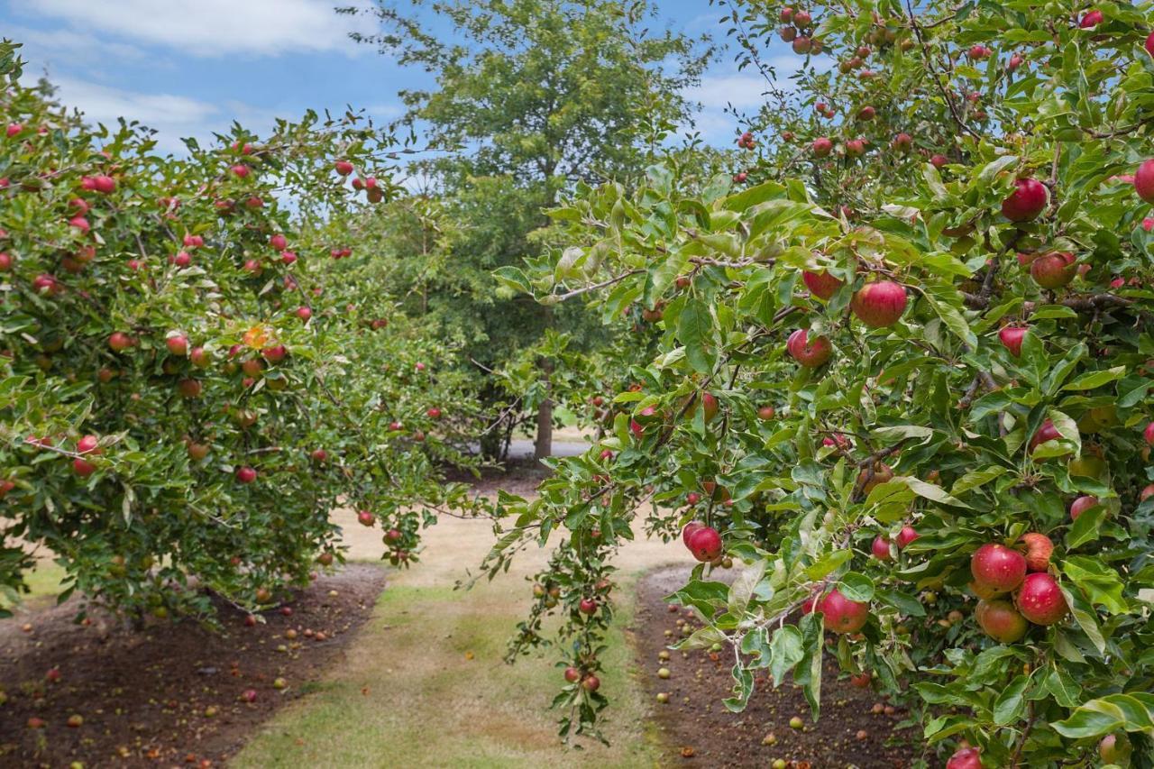 فيلا Clearwater Olive Estate كريستتشيرش المظهر الخارجي الصورة